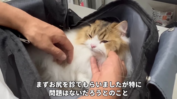 顔をなでられる猫