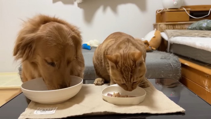 犬の横で納豆の匂いを嗅ぐ猫