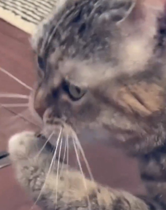 手を口元に置いている猫