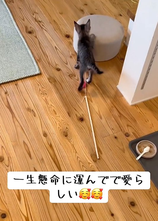 連れて行く猫
