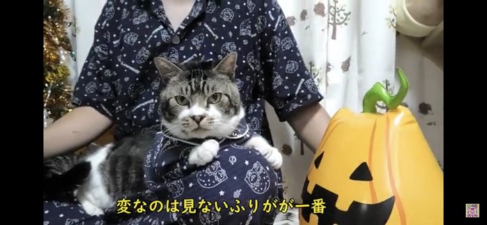 カメラ目線な猫