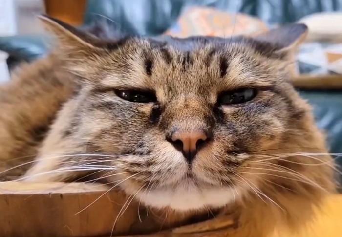 猫の顔の大写し
