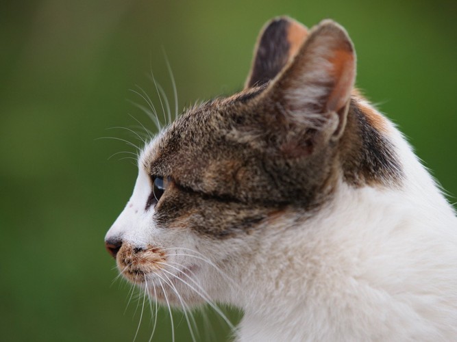 猫の横顔