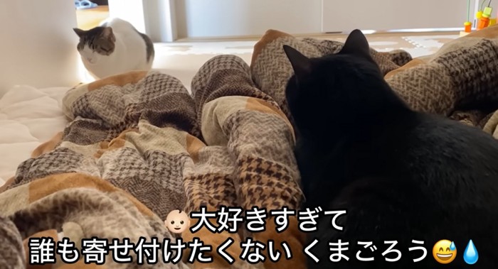 奥に白茶猫と手前に黒猫の後ろ姿