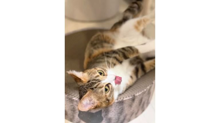 くつろいでいる猫