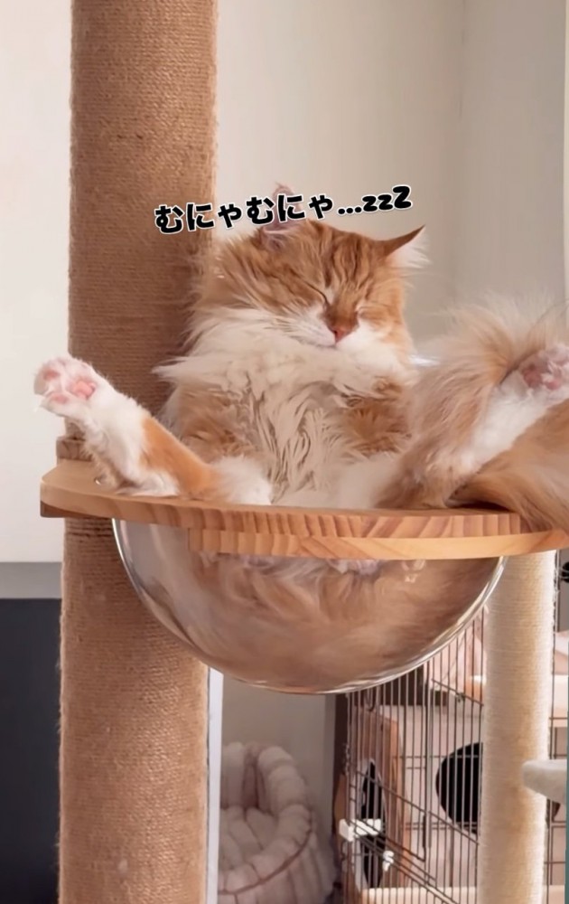 ボウルで眠る猫3