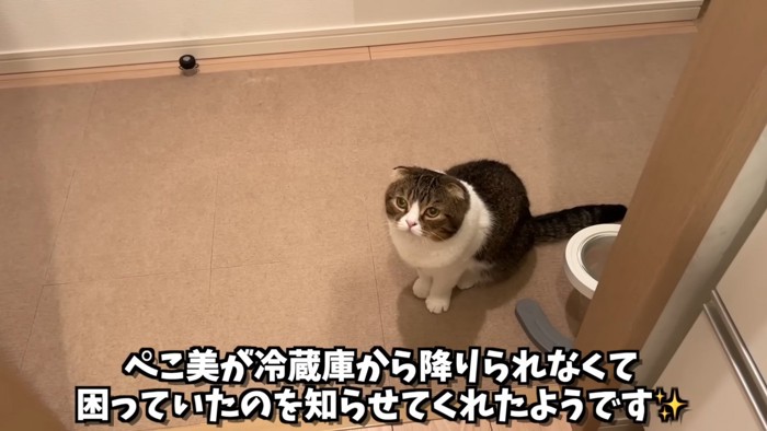 座る猫