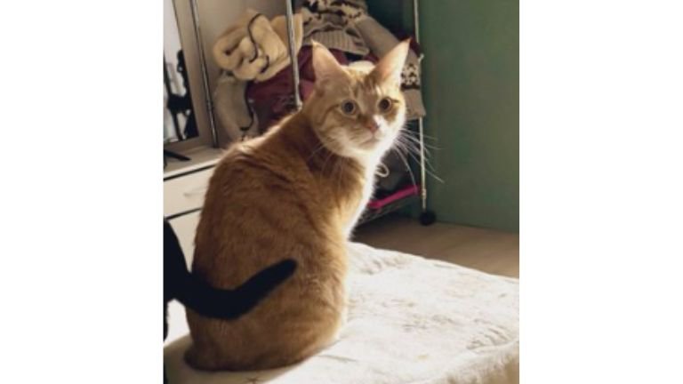 こたつに乗っている猫たち