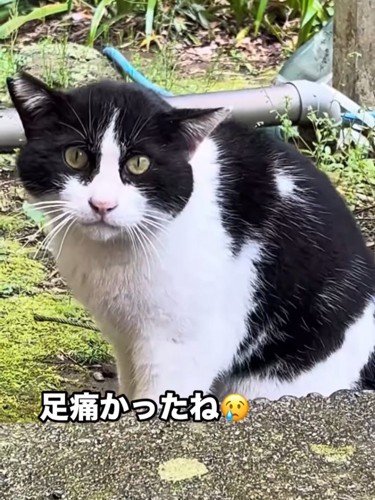 座る猫