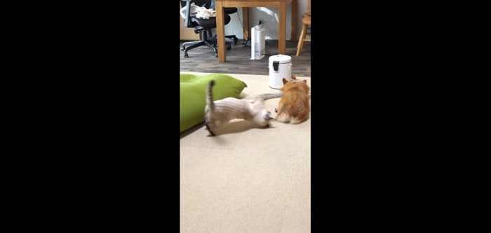 飛びつき中