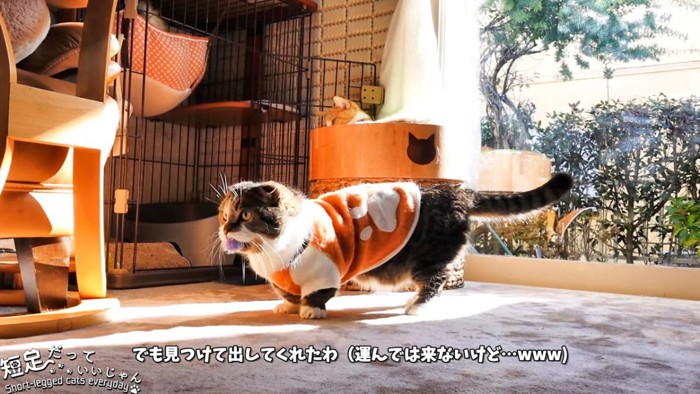 ボールをくわえる猫