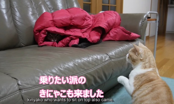 2匹の猫1