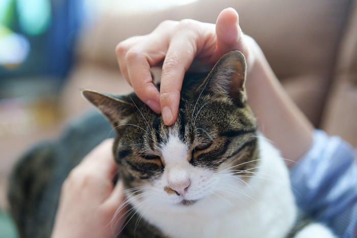 飼い主に頭を撫でられている猫