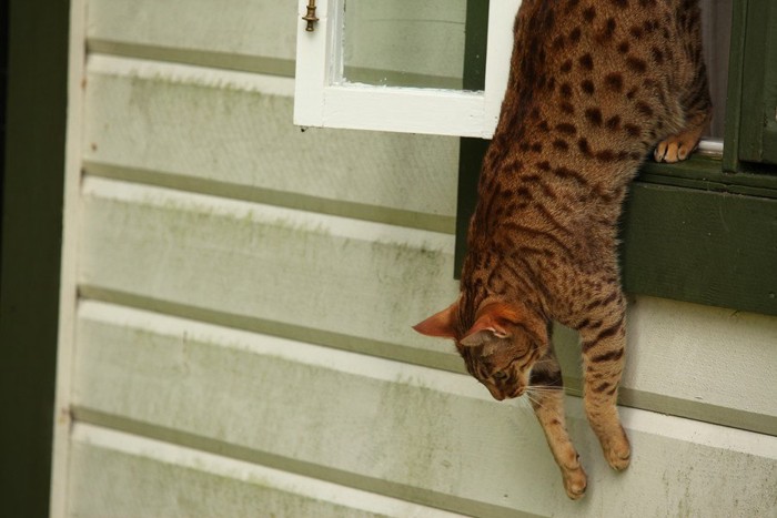 脱走しようとする猫