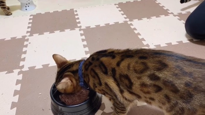 ごはんを食べる猫