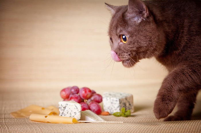 食料の前で鼻を舐める猫