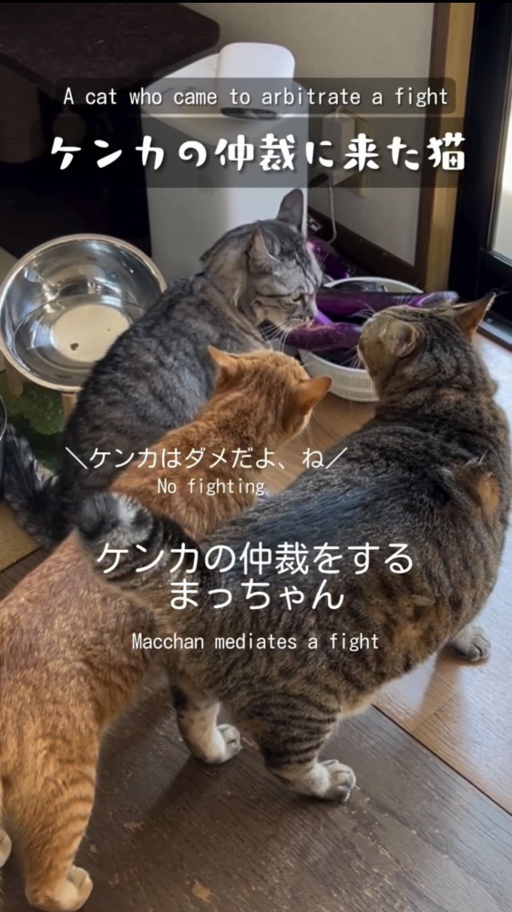 並んでいる3匹の猫