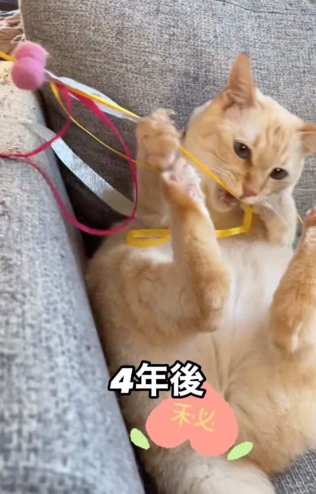 おもちゃで遊ぶ猫