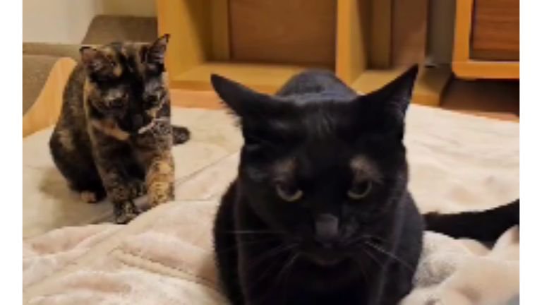 毛布にいる猫たち