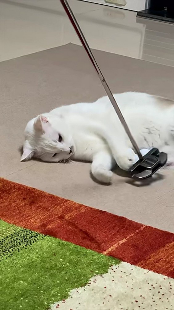 ゴルフパターとたわむれる猫