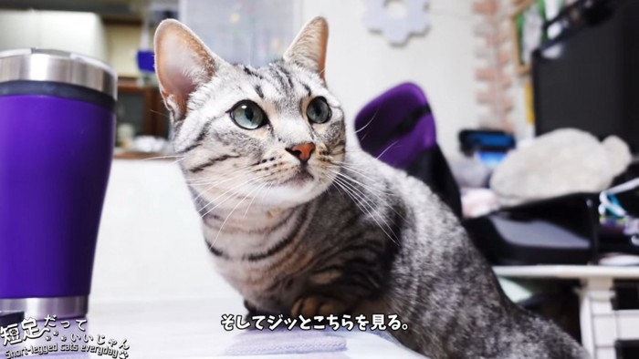 振り向く縞模様の猫