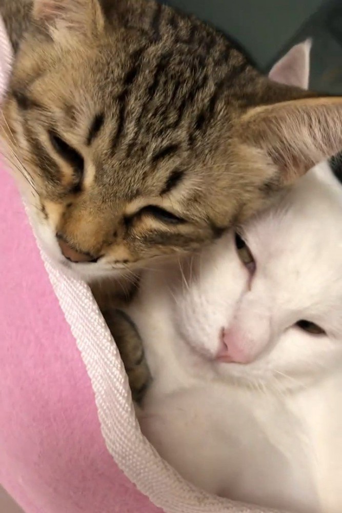 白猫とキジトラ猫の顔