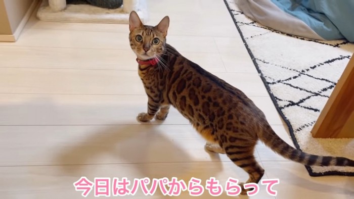 振り向く猫