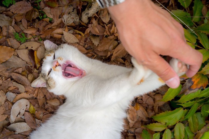 あくびをする猫