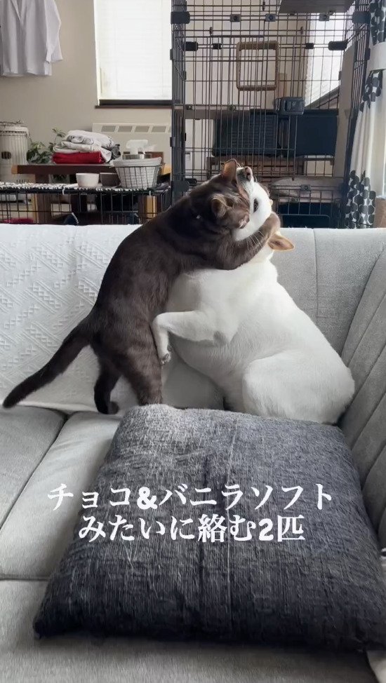 絡み合う猫と犬