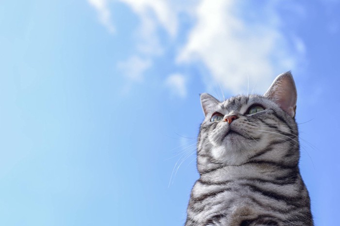 白い雲が浮かぶ青空と猫