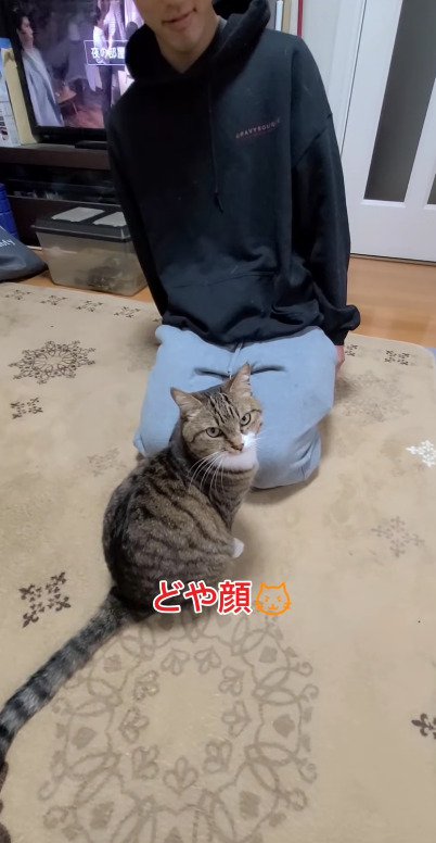 ドヤ顔を見せる猫