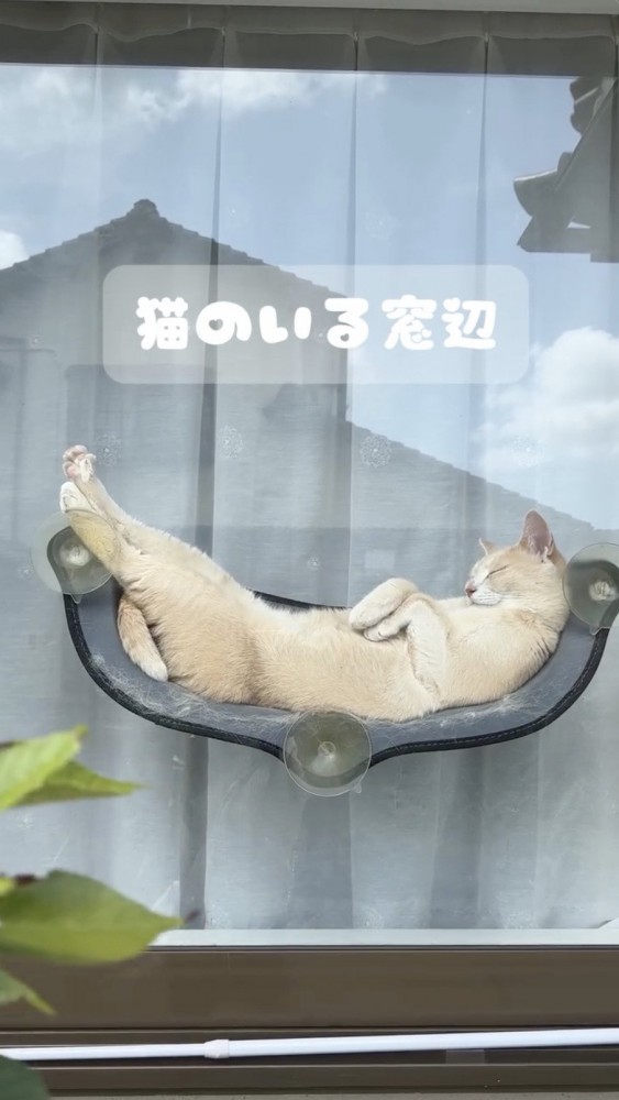 窓辺で眠る猫