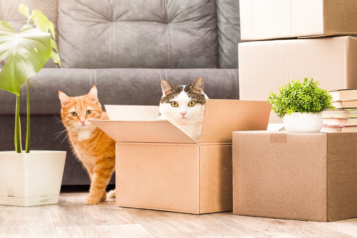引っ越し準備中の猫たち