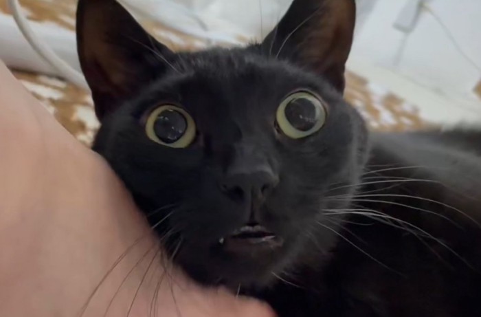 左上を見る猫