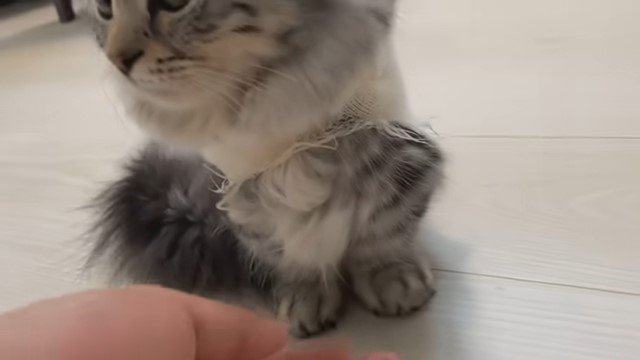 猫の足元を触る人の手