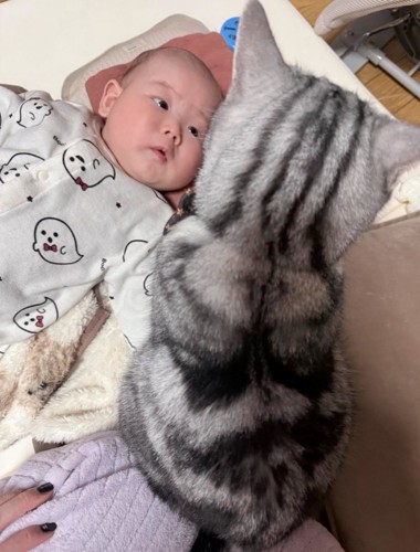 赤ちゃんを見守る猫