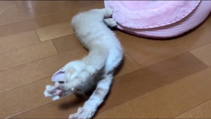 床の上で横になりながら伸びをする子猫