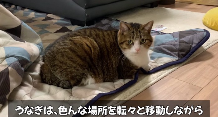 カーペットの上の猫