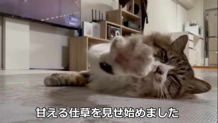 手を伸ばす猫