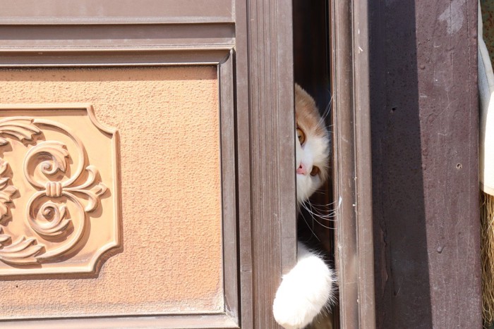ドアを開ける猫