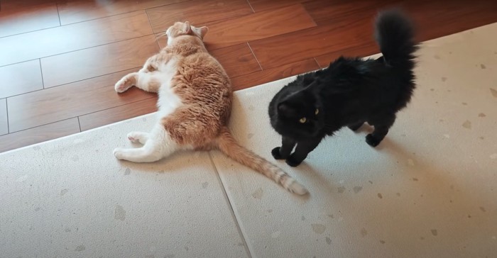 上目遣いの猫