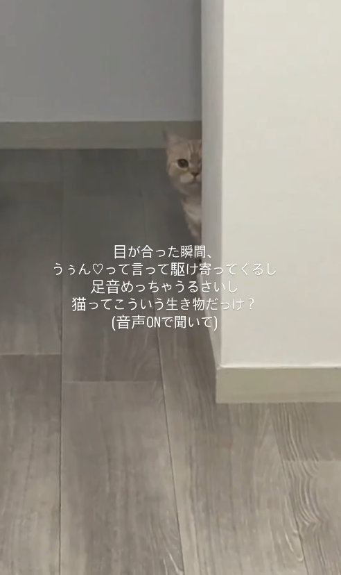 壁の陰から飼い主を見つめる猫