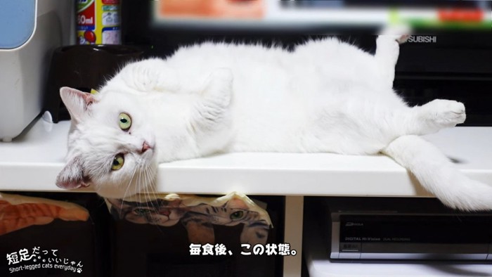 仰向けの猫