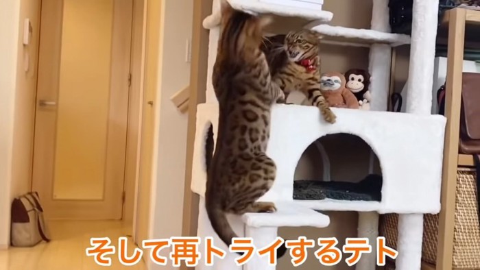 後ろ足で立つ猫と怒る猫