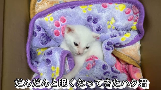 布団の中の子猫