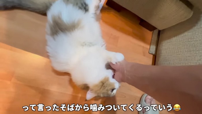 人の手を噛む猫