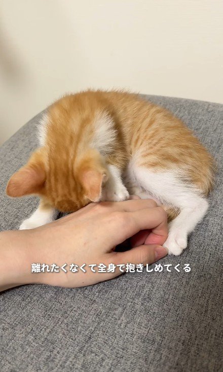 手に潜り込もうとする子猫