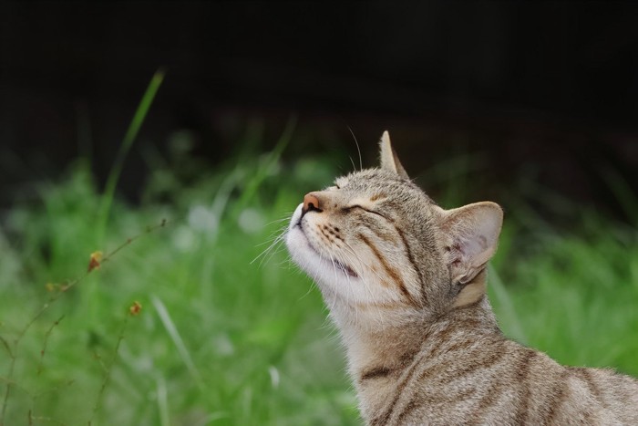 空気のニオイを嗅ぐ猫