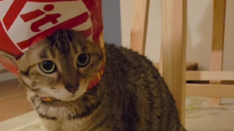 お菓子の袋を被っている猫