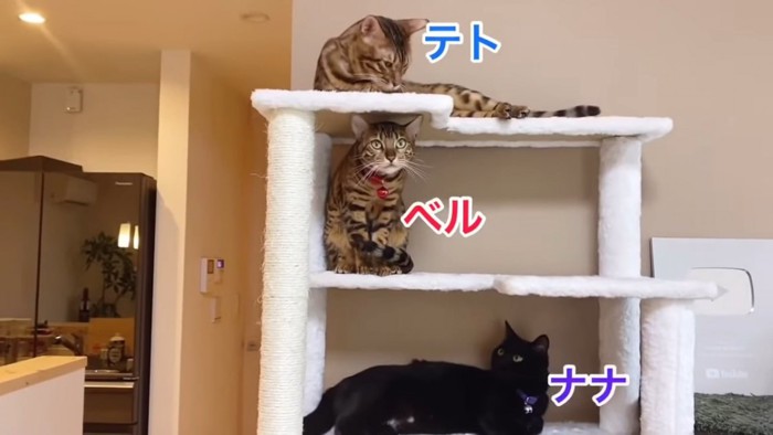 キャットタワーにいる3匹の猫